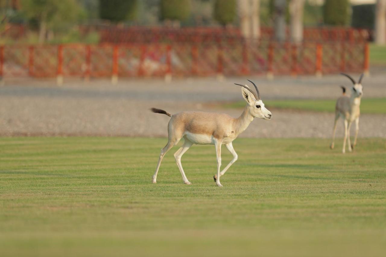Al Maya Island & Villa Abu Dhabi